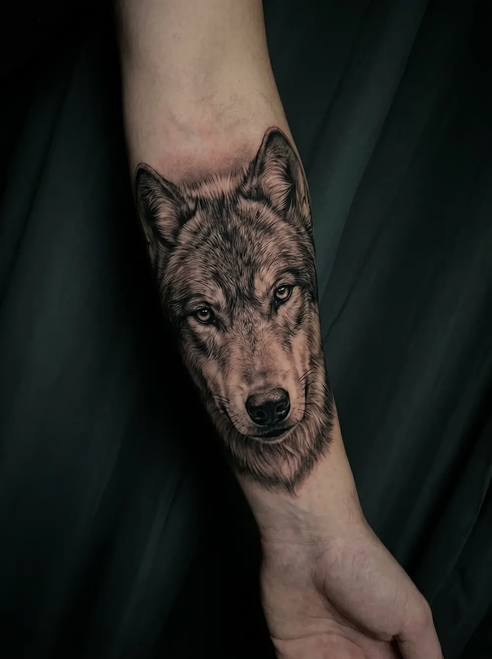 Black-and-grey wolf portrait on the forearm